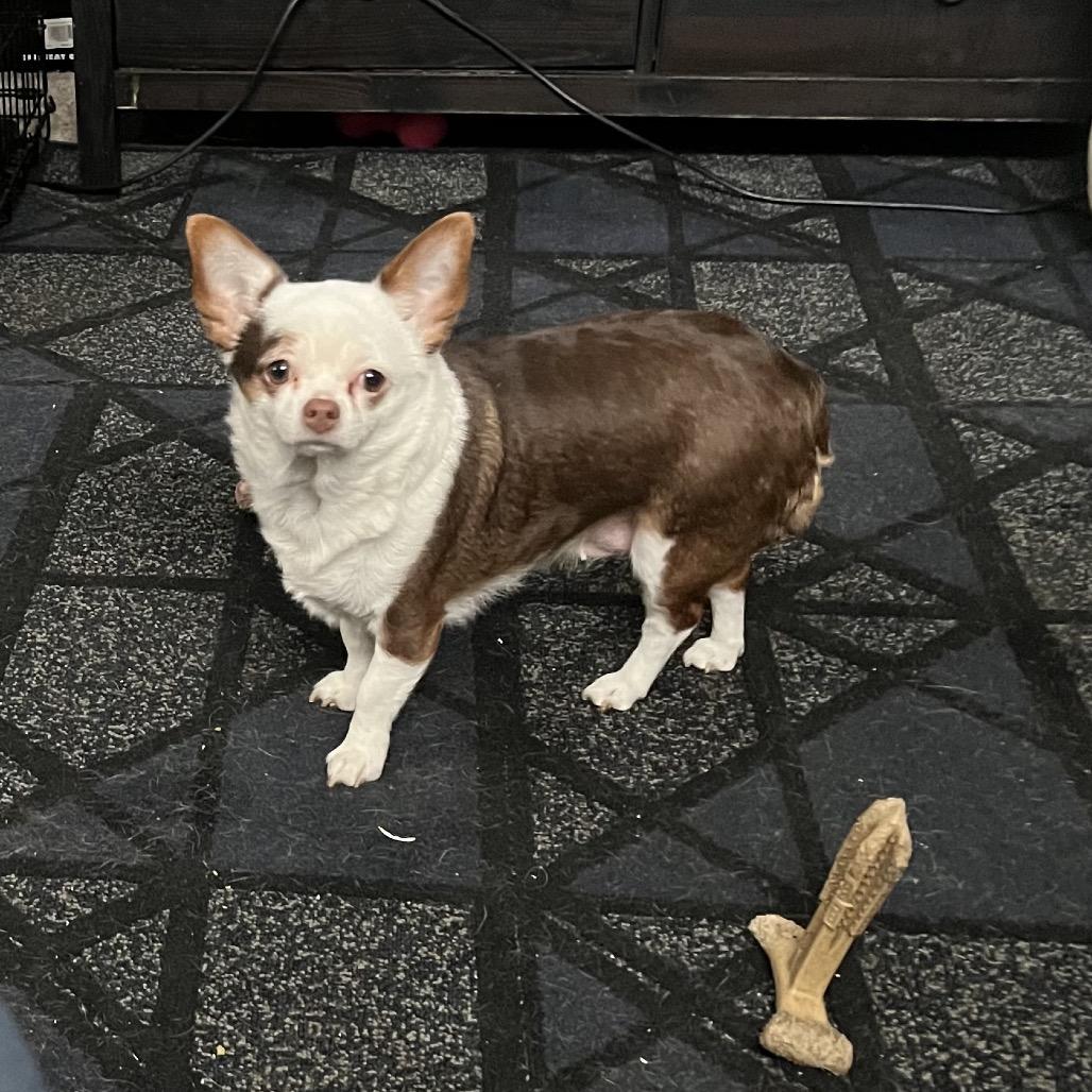 Maya, a Adoptable mixed breed in Farmersville, OH image 6/6