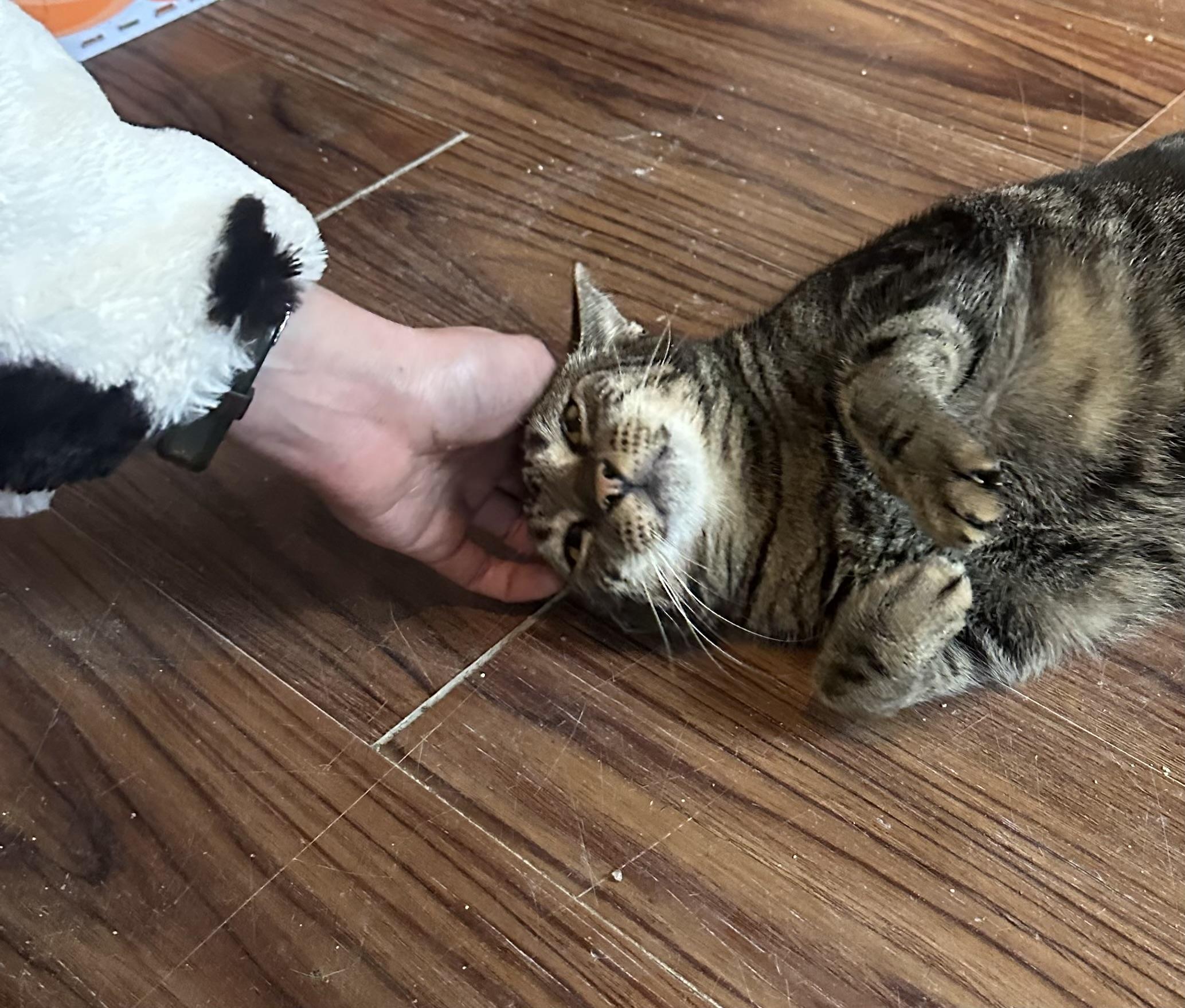 Enlarge Ollie, a ADOPTABLE American Shorthair in Pittsburgh, PA image 2/2