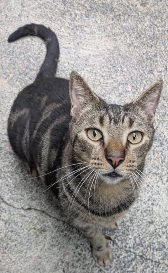 Ollie, ADOPTABLE, Young Male American Shorthair.