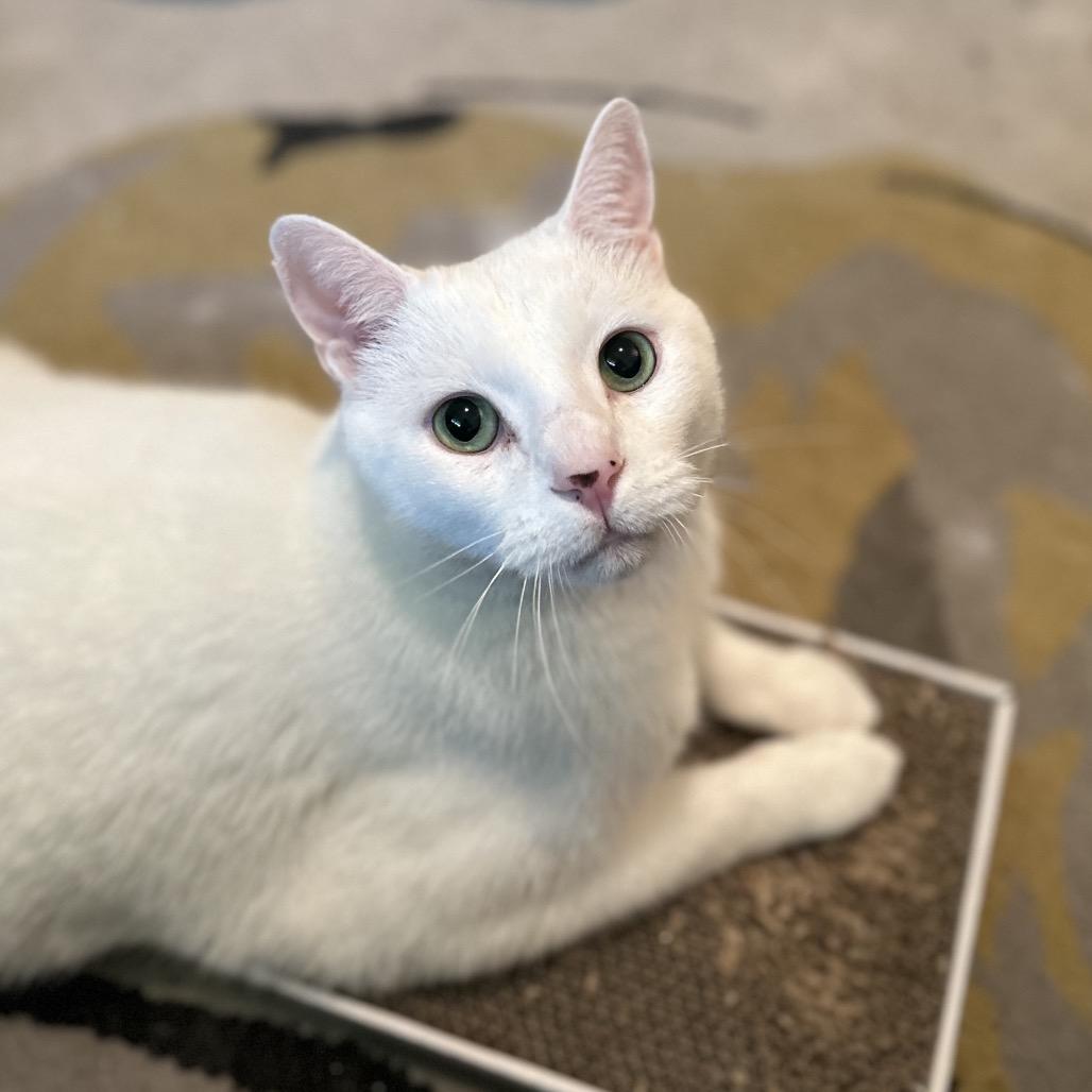 Olaf, Adoptable, Senior Male Turkish Van.