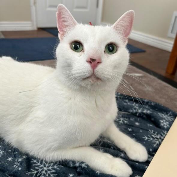 Olaf, a Adoptable Turkish Van in Bountiful, UT image 1/6