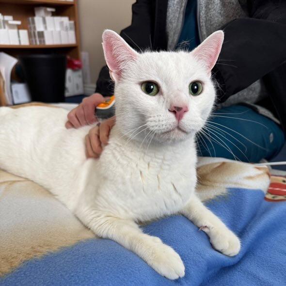 Olaf, a Adoptable Turkish Van in Bountiful, UT image 2/6