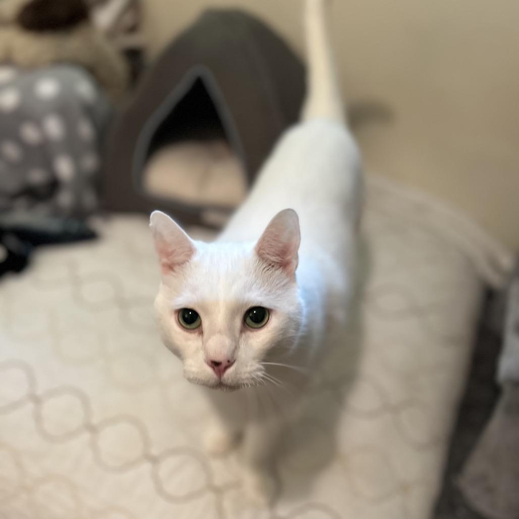 Olaf, a Adoptable Turkish Van in Bountiful, UT image 4/6