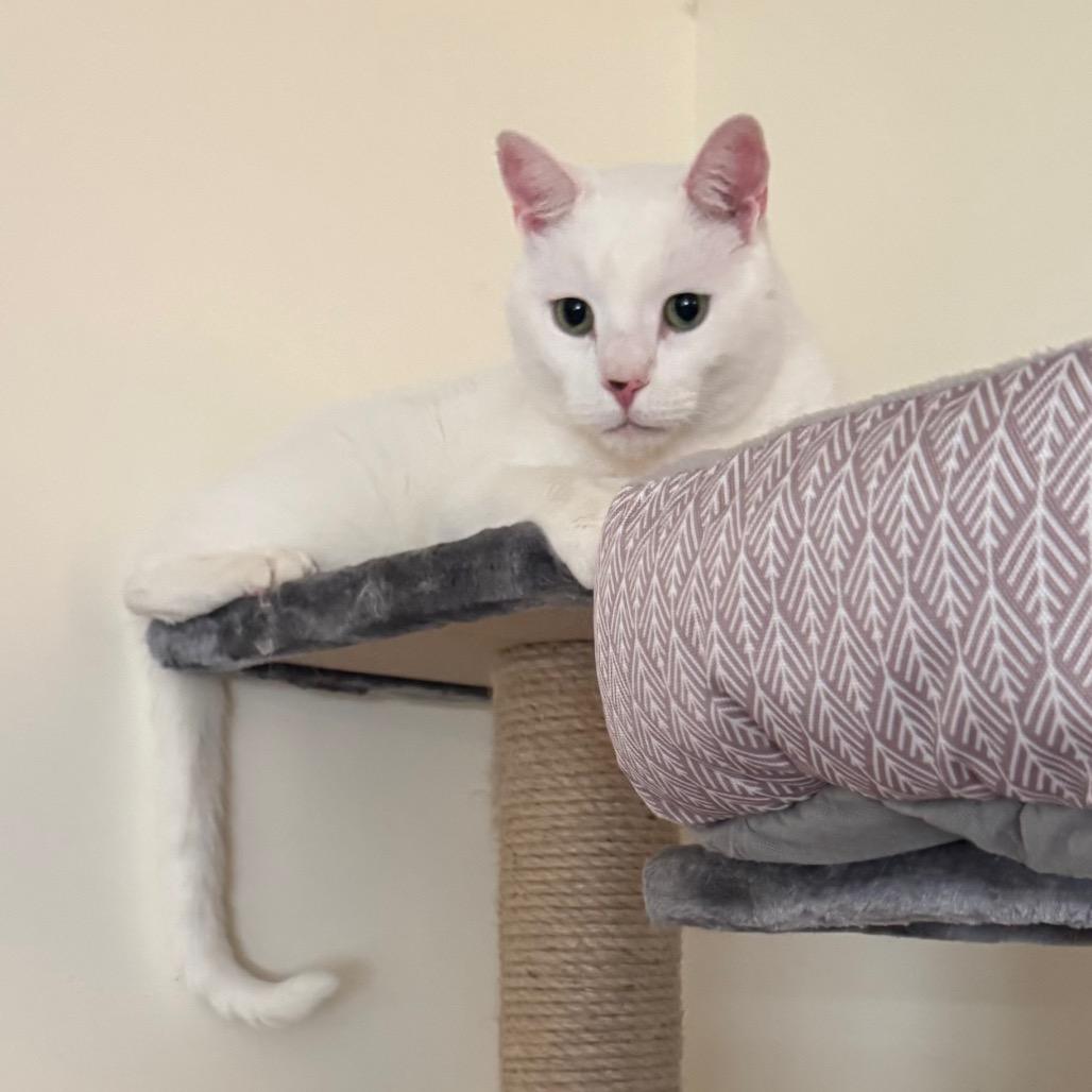 Olaf, a Adoptable Turkish Van in Bountiful, UT image 5/6