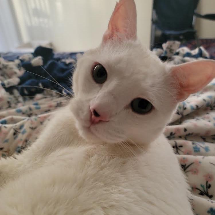 Olaf, a Adoptable Turkish Van in Bountiful, UT image 6/6