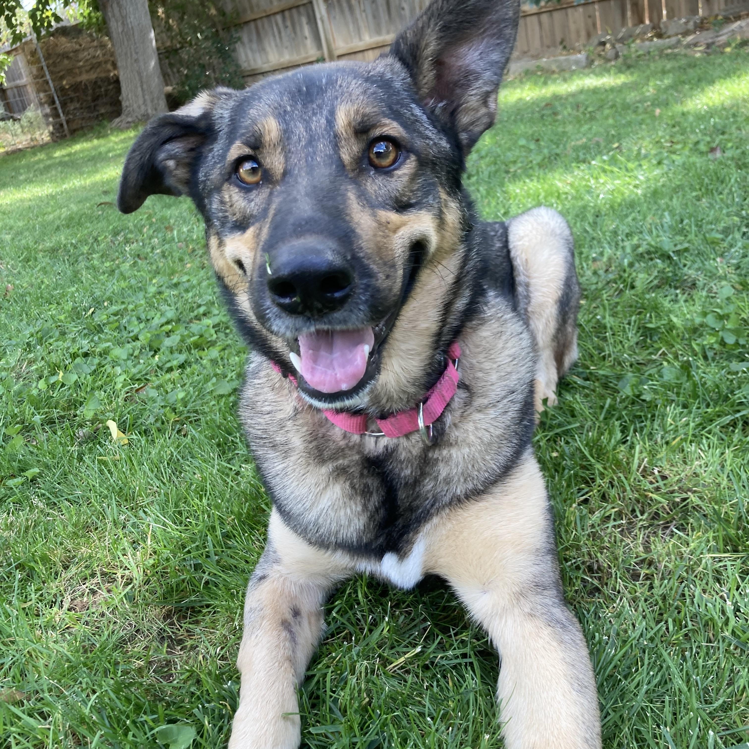 Enlarge Roz, a Adoptable mixed breed in Red Bluff, CA image 1/2