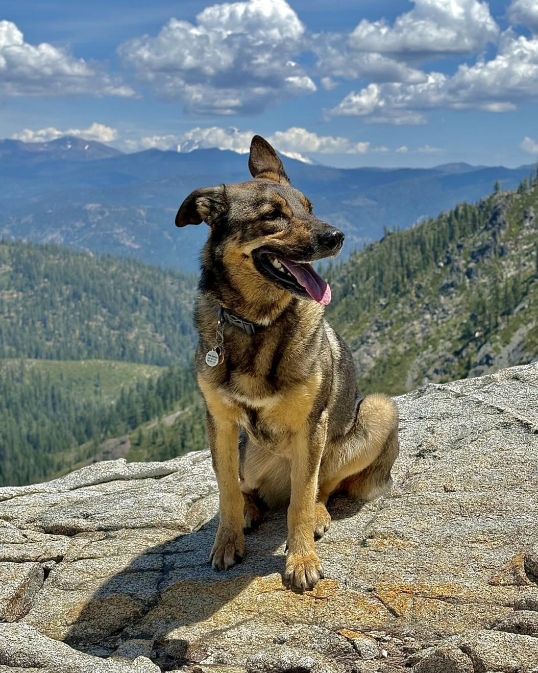 Roz, Adoptable, Adult Female German Shepherd Dog & Husky.