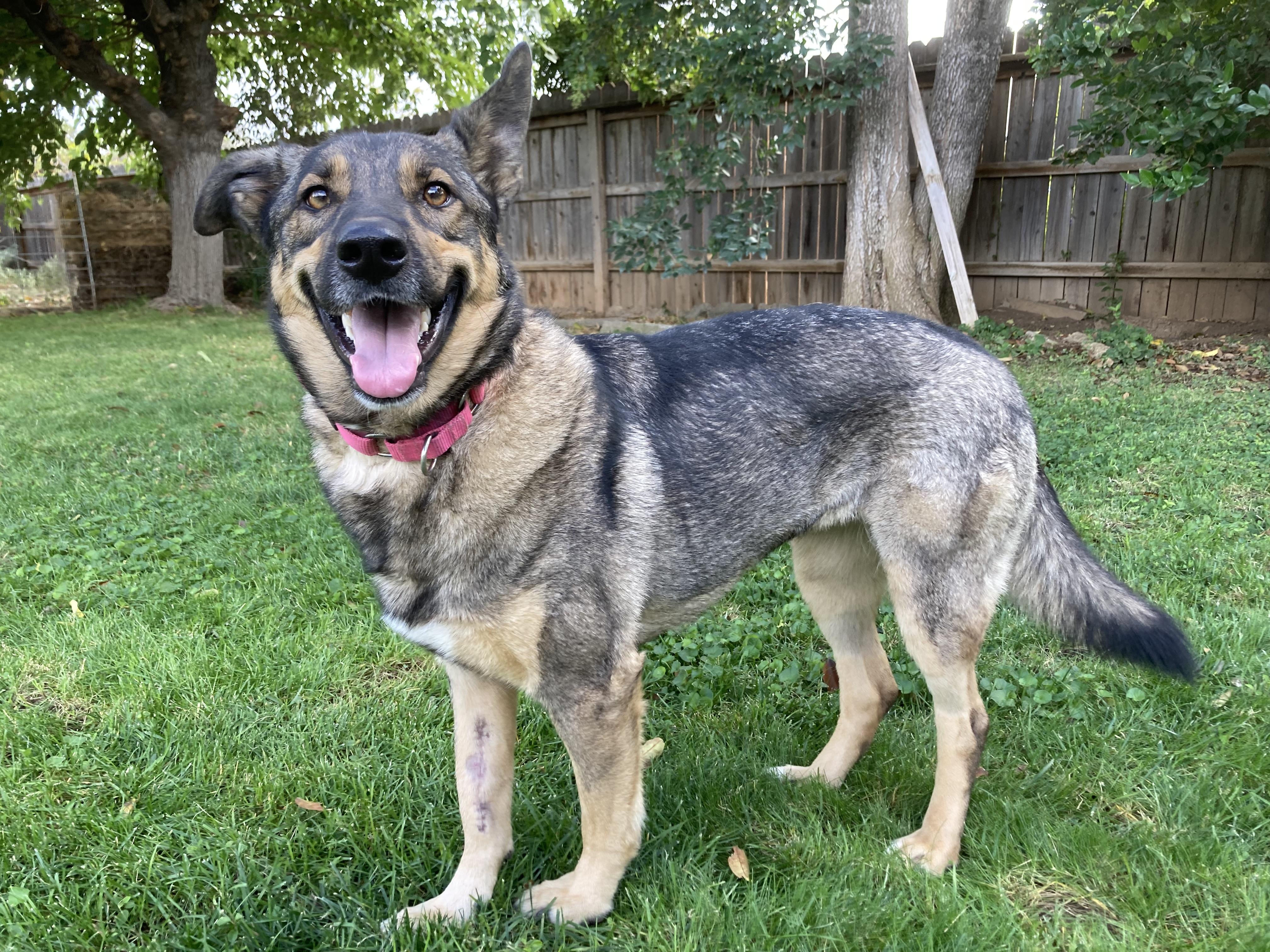 Enlarge Roz, a Adoptable mixed breed in Red Bluff, CA image 2/2