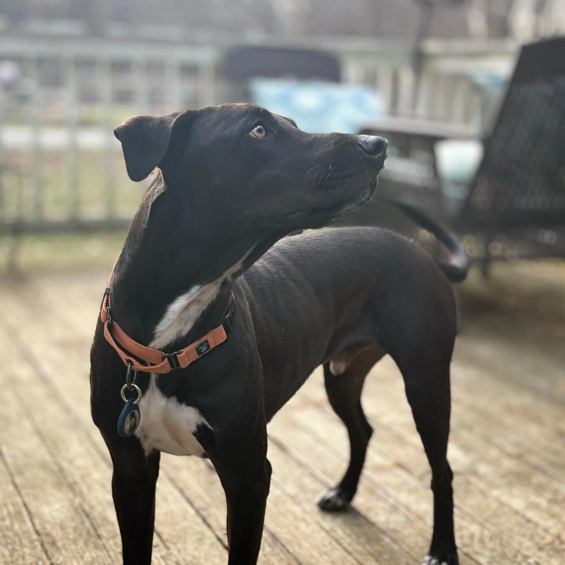 Enlarge Hutch, a Adoptable Mixed Breed in Sandwich, MA image 5/6