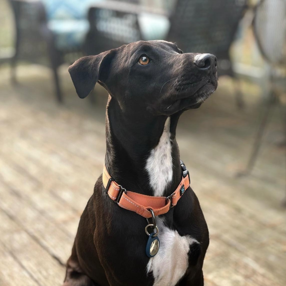 Enlarge Hutch, a Adoptable Mixed Breed in Sandwich, MA image 4/6