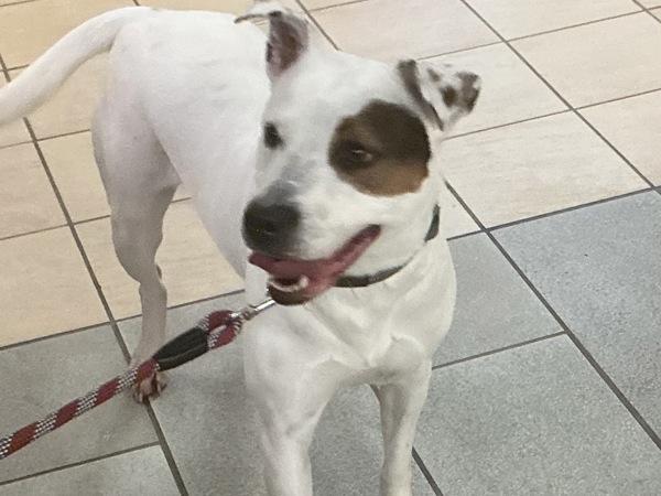Enlarge Lonnie, a Adoptable mixed breed in Virginia Beach, VA image 1/2