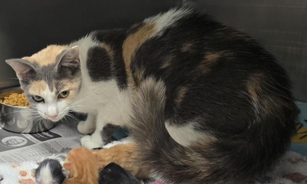 Dandie, Adoptable, Adult Female Domestic Short Hair.