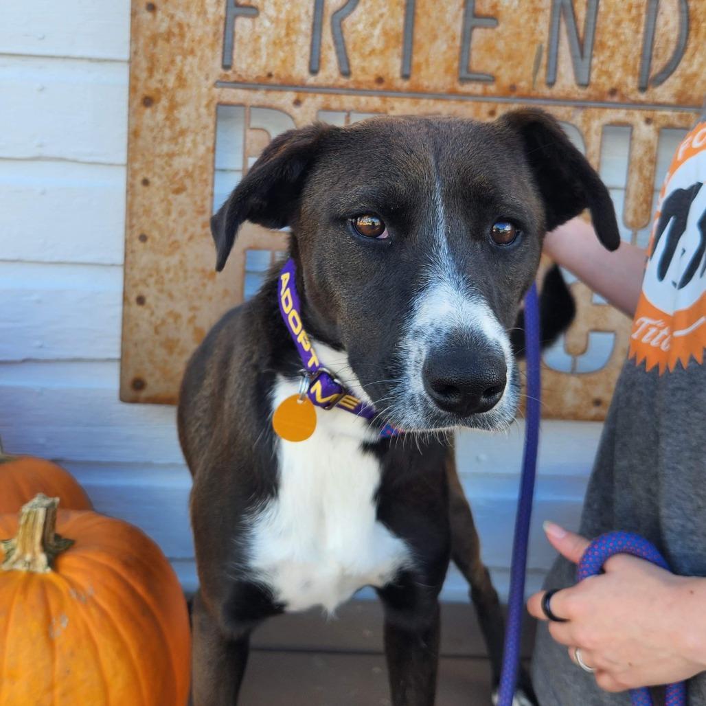 Enlarge Joy, a Adoptable Mixed Breed in Prescott, AZ image 1/4