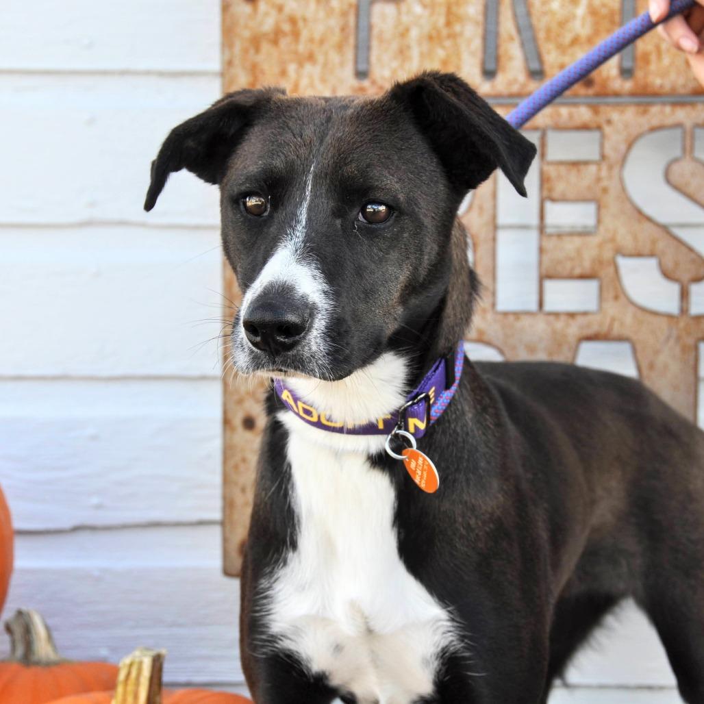 Enlarge Joy, a Adoptable Mixed Breed in Prescott, AZ image 2/4