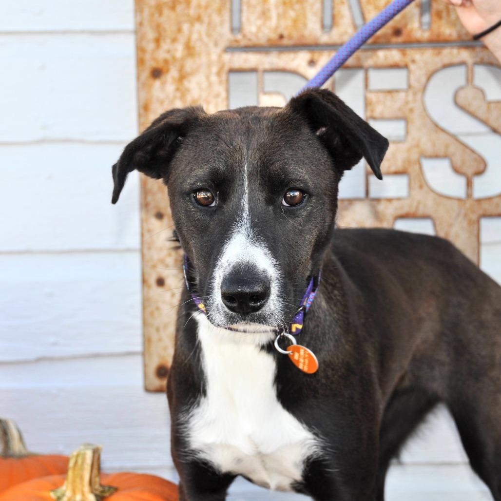 Enlarge Joy, a Adoptable Mixed Breed in Prescott, AZ image 3/4