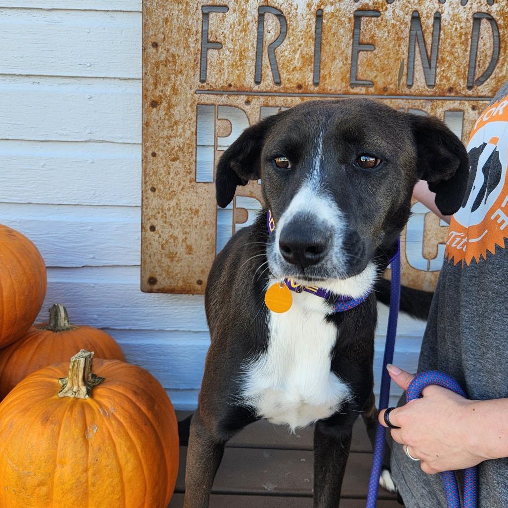 Enlarge Joy, a Adoptable Mixed Breed in Prescott, AZ image 4/4