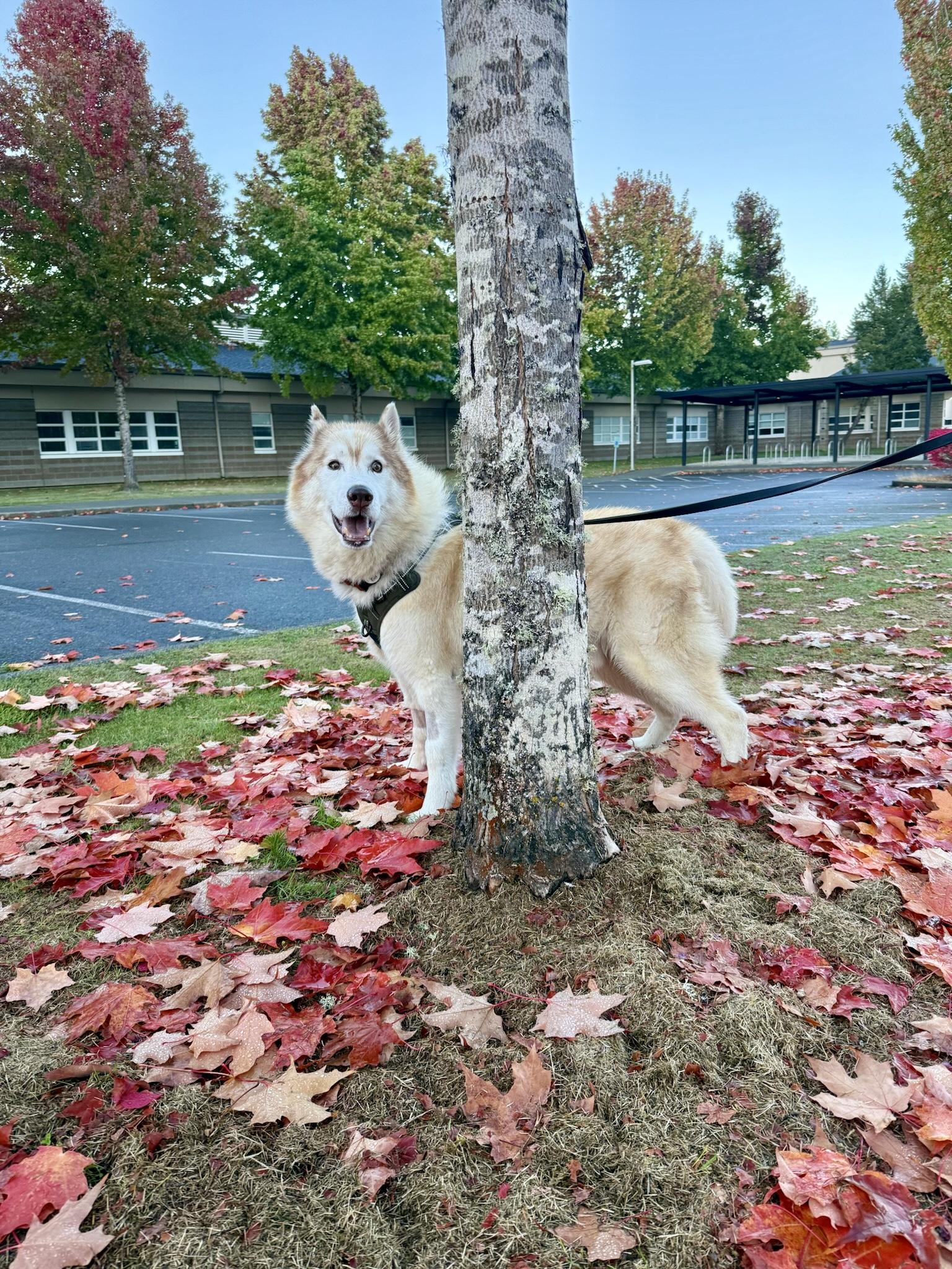 Nolan, Adoptable, Young Male Husky.