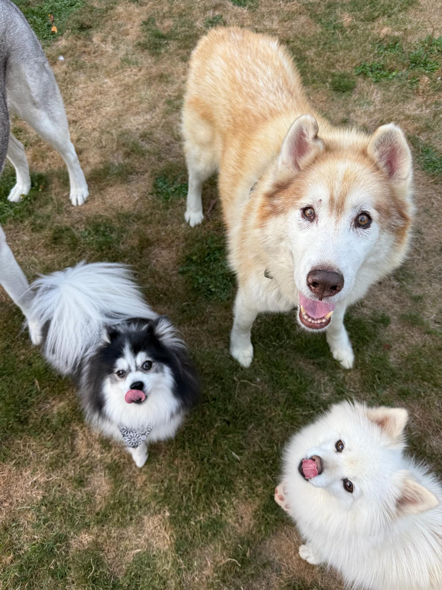 Enlarge Nolan, a Adoptable Husky in Olympia , WA image 2/6