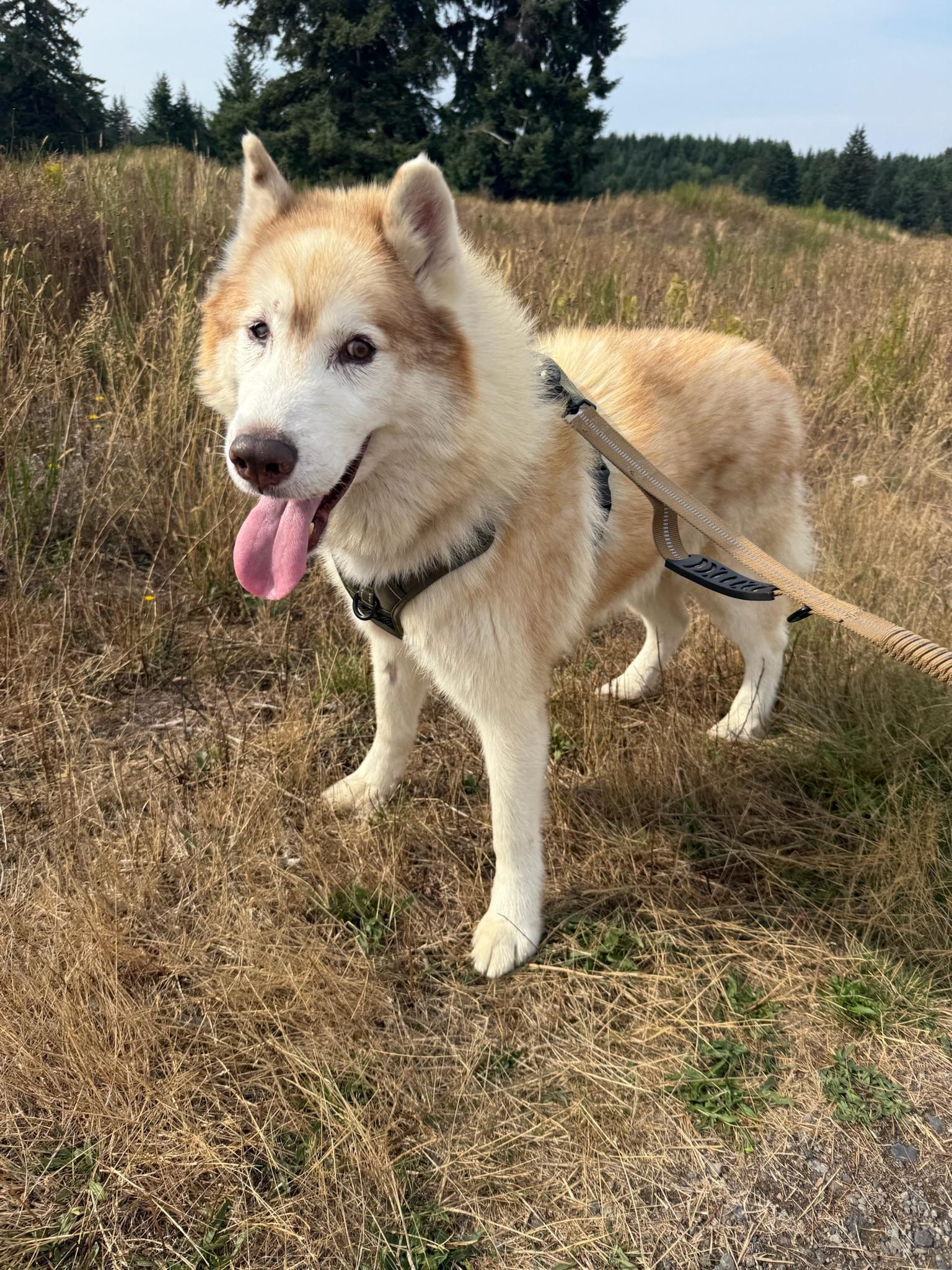 Enlarge Nolan, a Adoptable Husky in Olympia , WA image 4/6