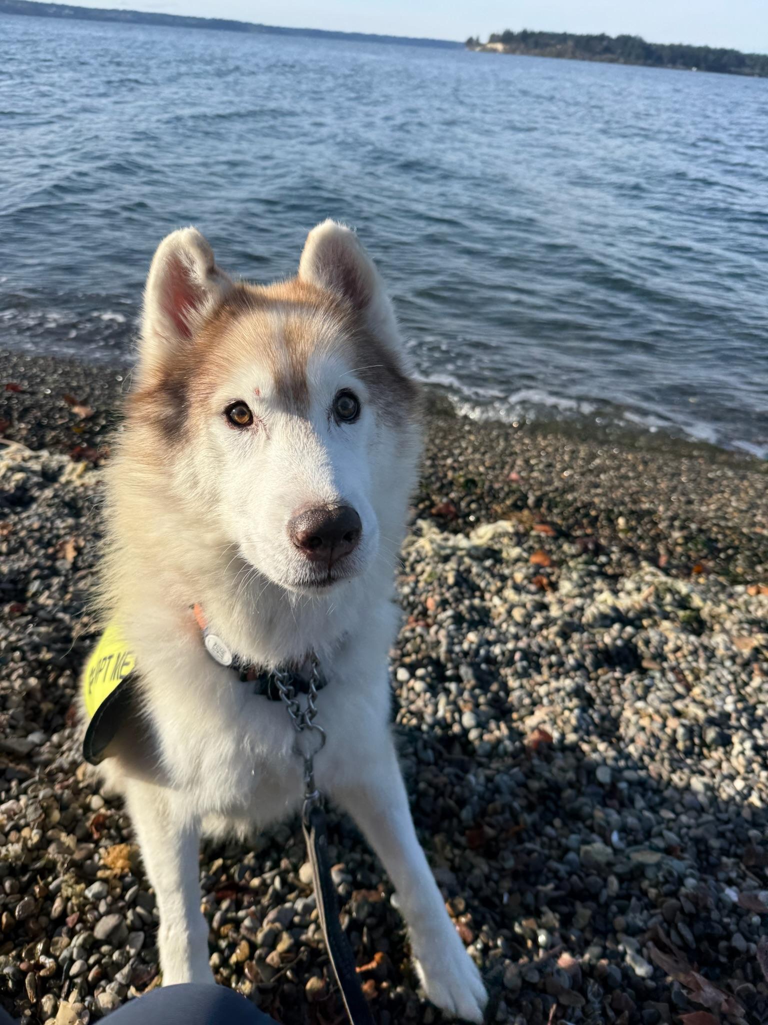 Enlarge Nolan, a Adoptable Husky in Olympia , WA image 3/6