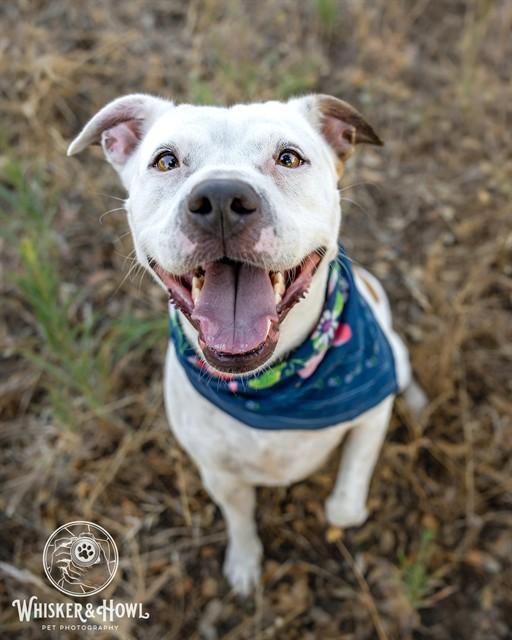 JUNE, Adoptable, Adult Female Pit Bull Terrier & Mixed Breed.