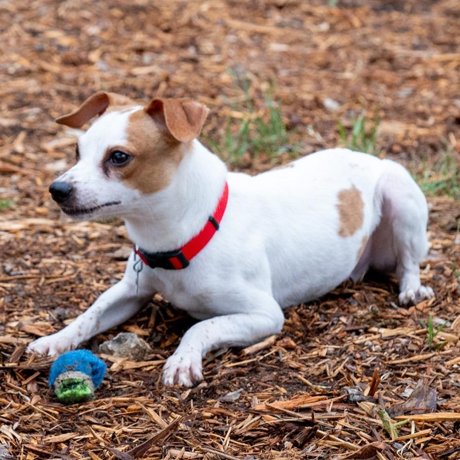 Jake, a Adoptable mixed breed in Wimberley, TX image 1/6