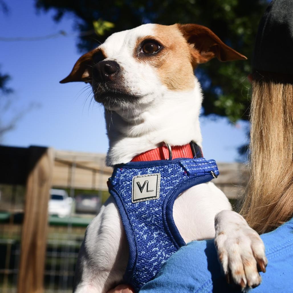 Enlarge Jake, a Adoptable mixed breed in Wimberley, TX image 2/6