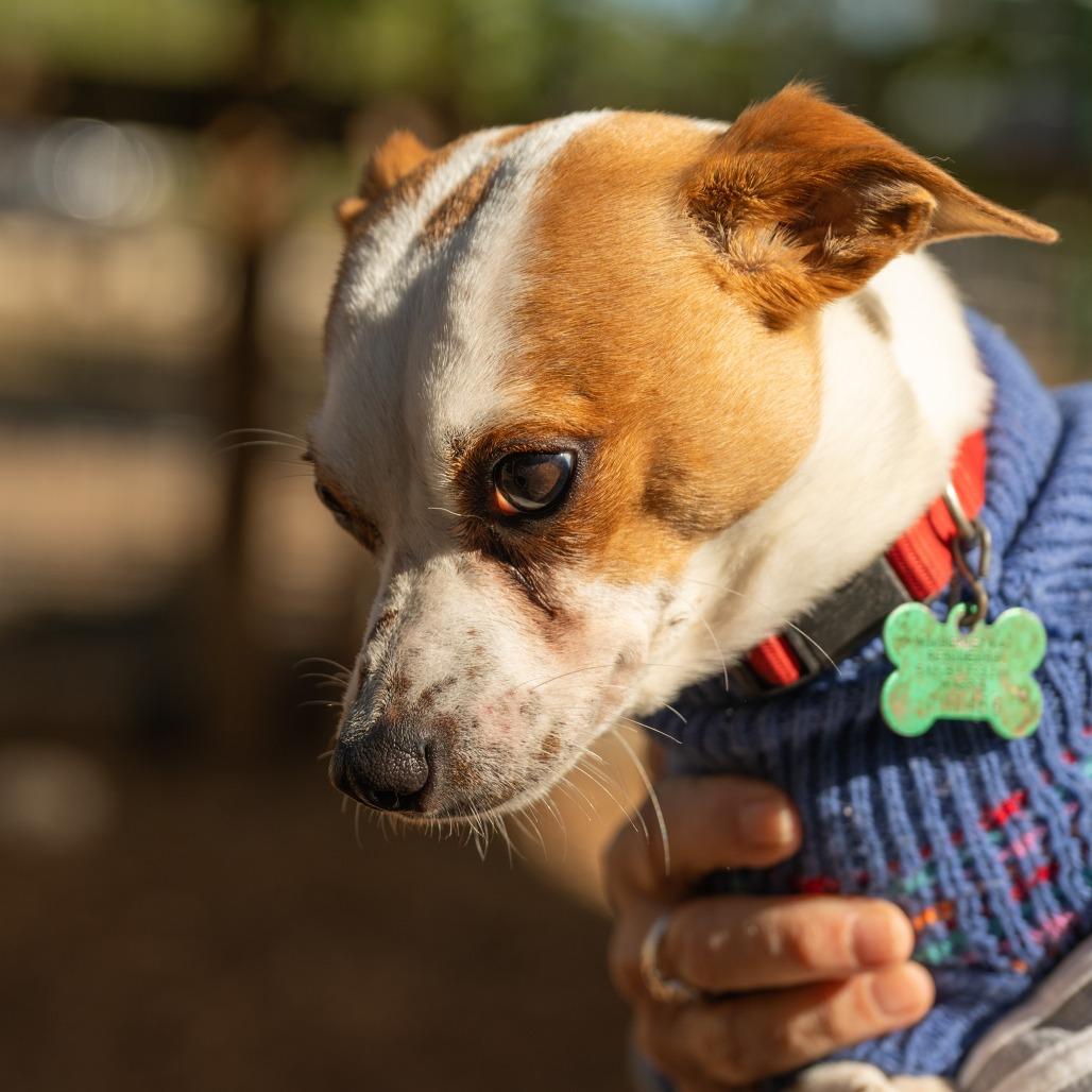 Jake, a Adoptable mixed breed in Wimberley, TX image 3/6