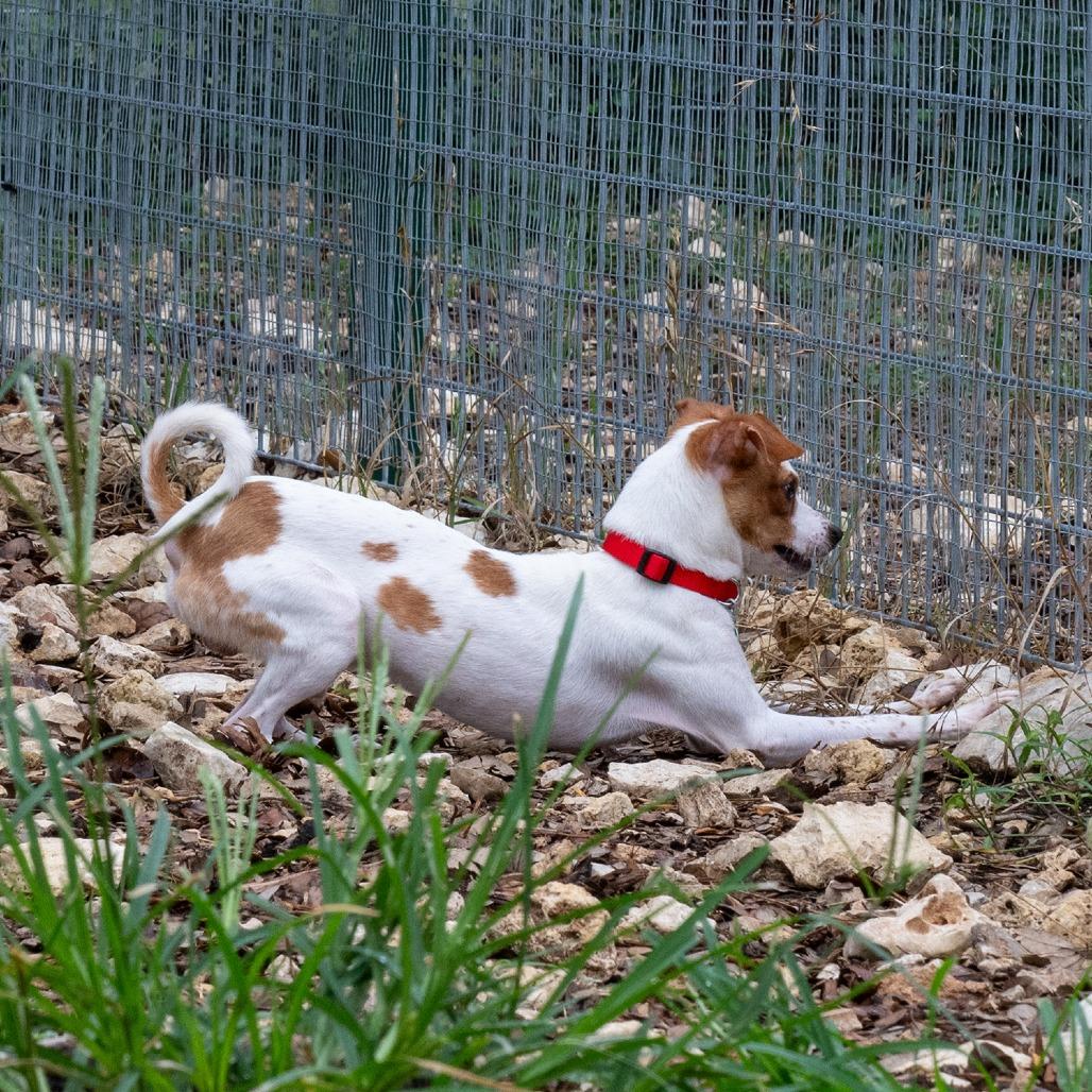 Jake, a Adoptable mixed breed in Wimberley, TX image 5/6