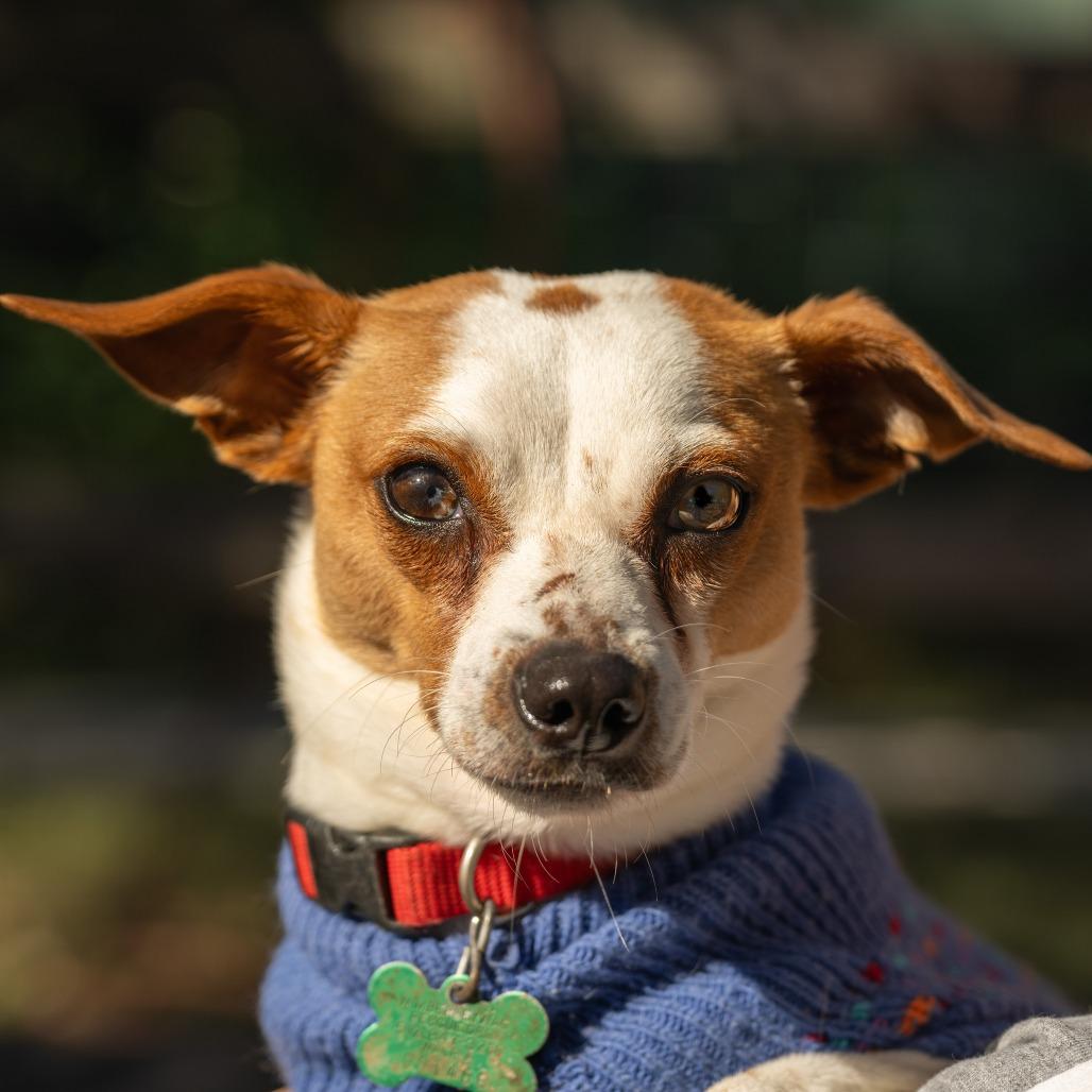 Enlarge Jake, a Adoptable mixed breed in Wimberley, TX image 3/6