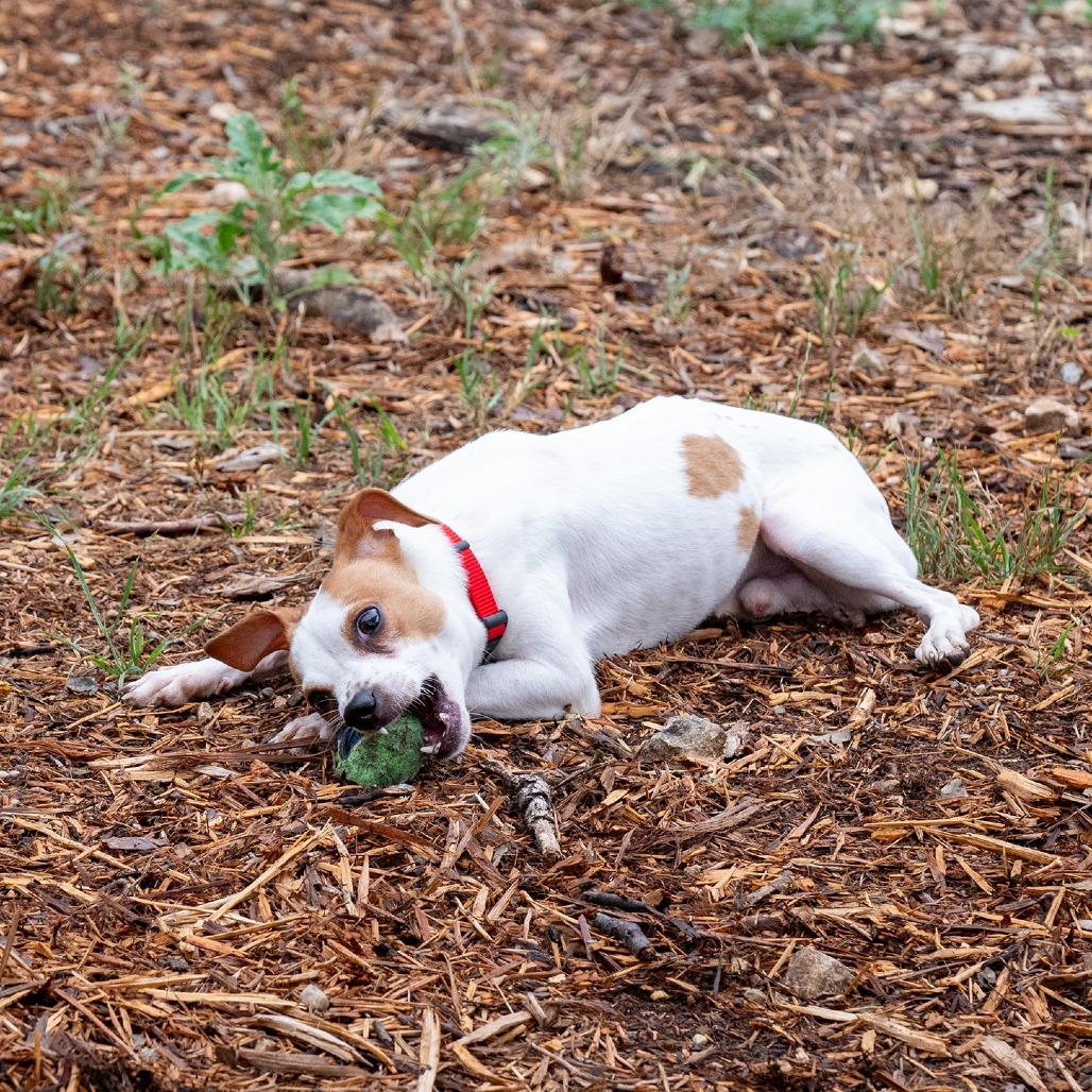 Jake, a Adoptable mixed breed in Wimberley, TX image 6/6