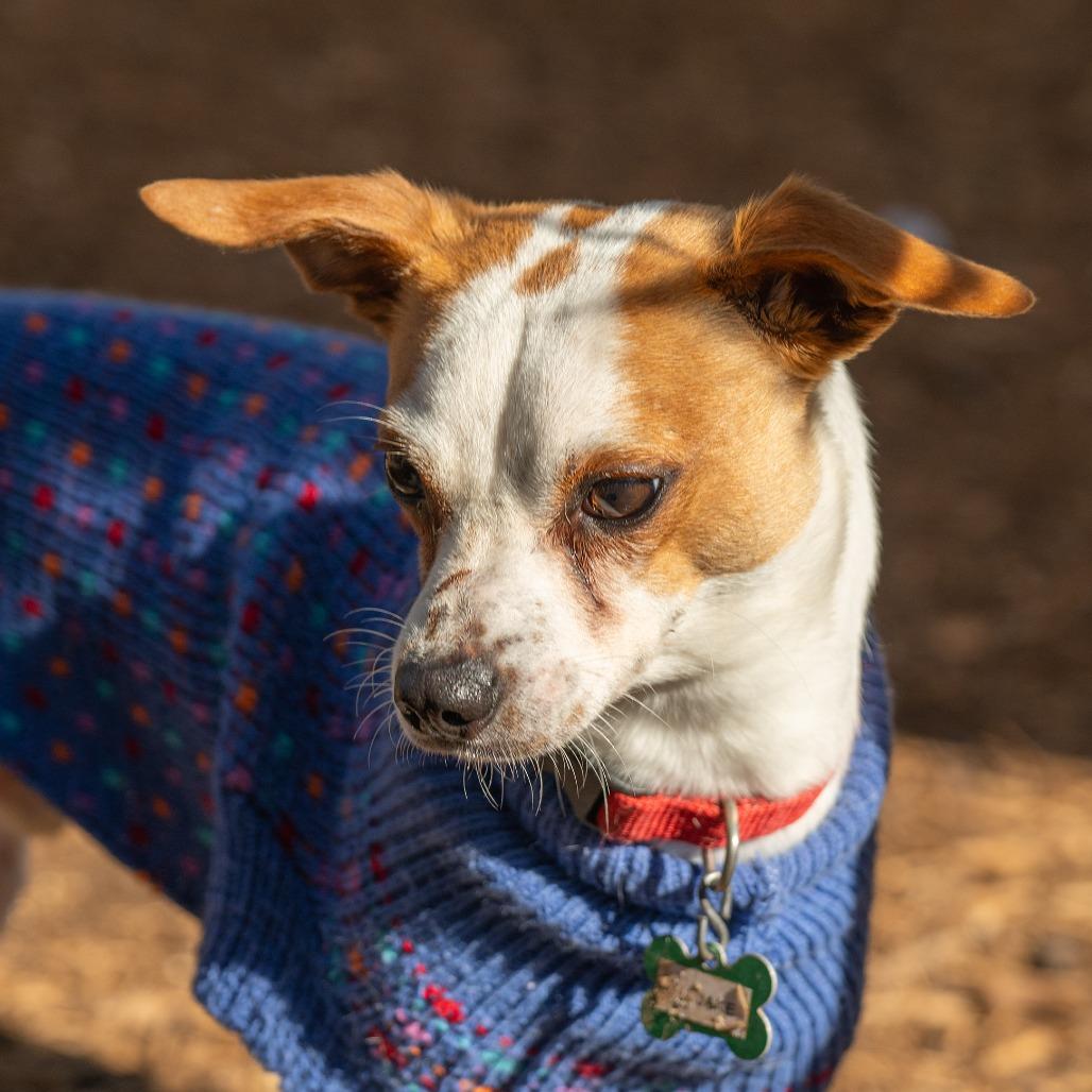 Enlarge Jake, a Adoptable mixed breed in Wimberley, TX image 4/6
