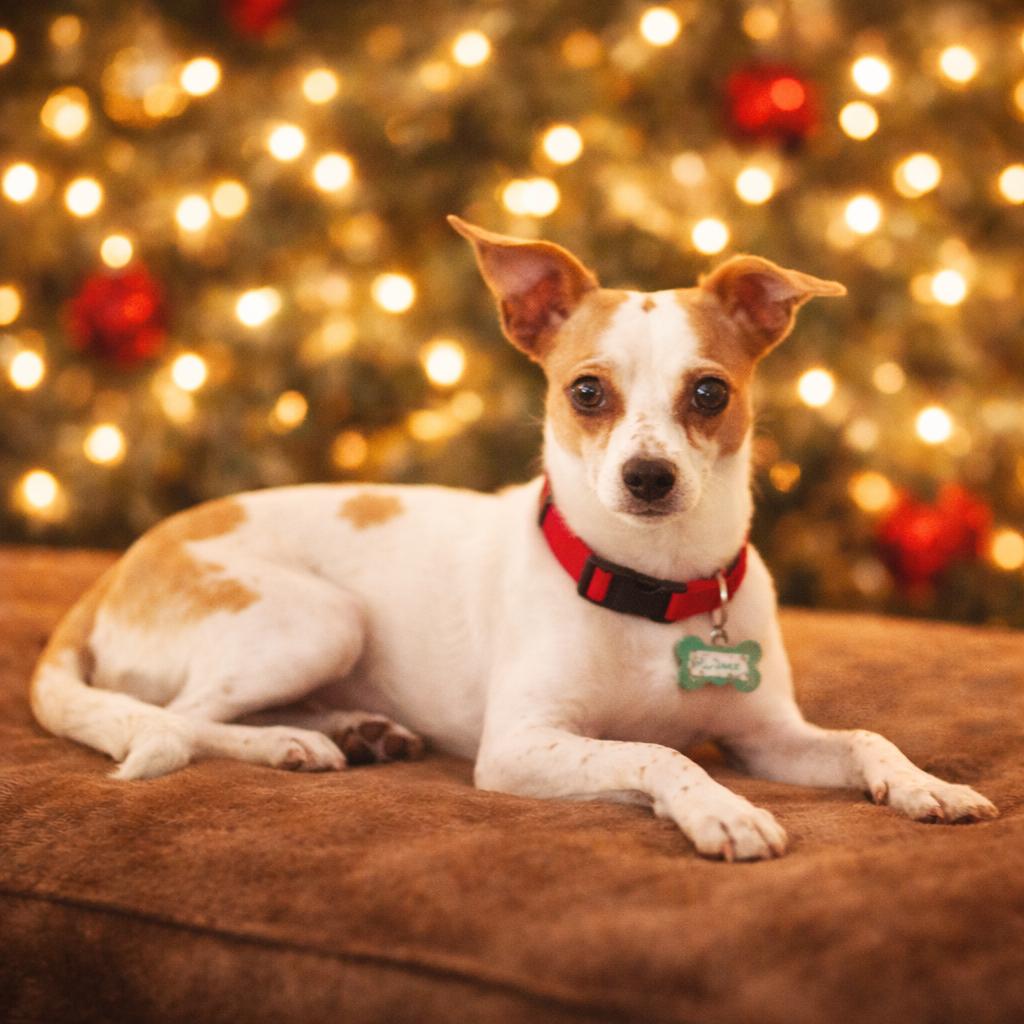 Enlarge Jake, a Adoptable mixed breed in Wimberley, TX image 5/6