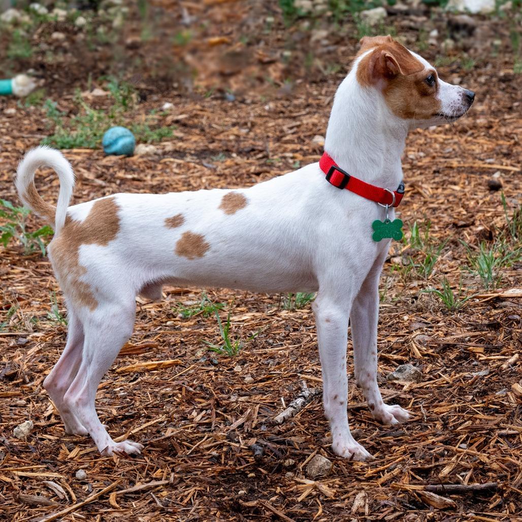 Enlarge Jake, a Adoptable mixed breed in Wimberley, TX image 6/6