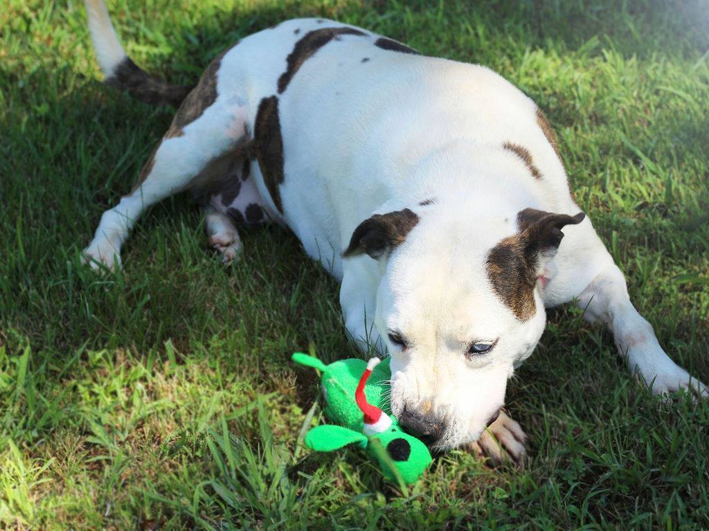 Enlarge Libby (Senior/long-term), a Adoptable American Bulldog in McKenzie, TN image 2/6