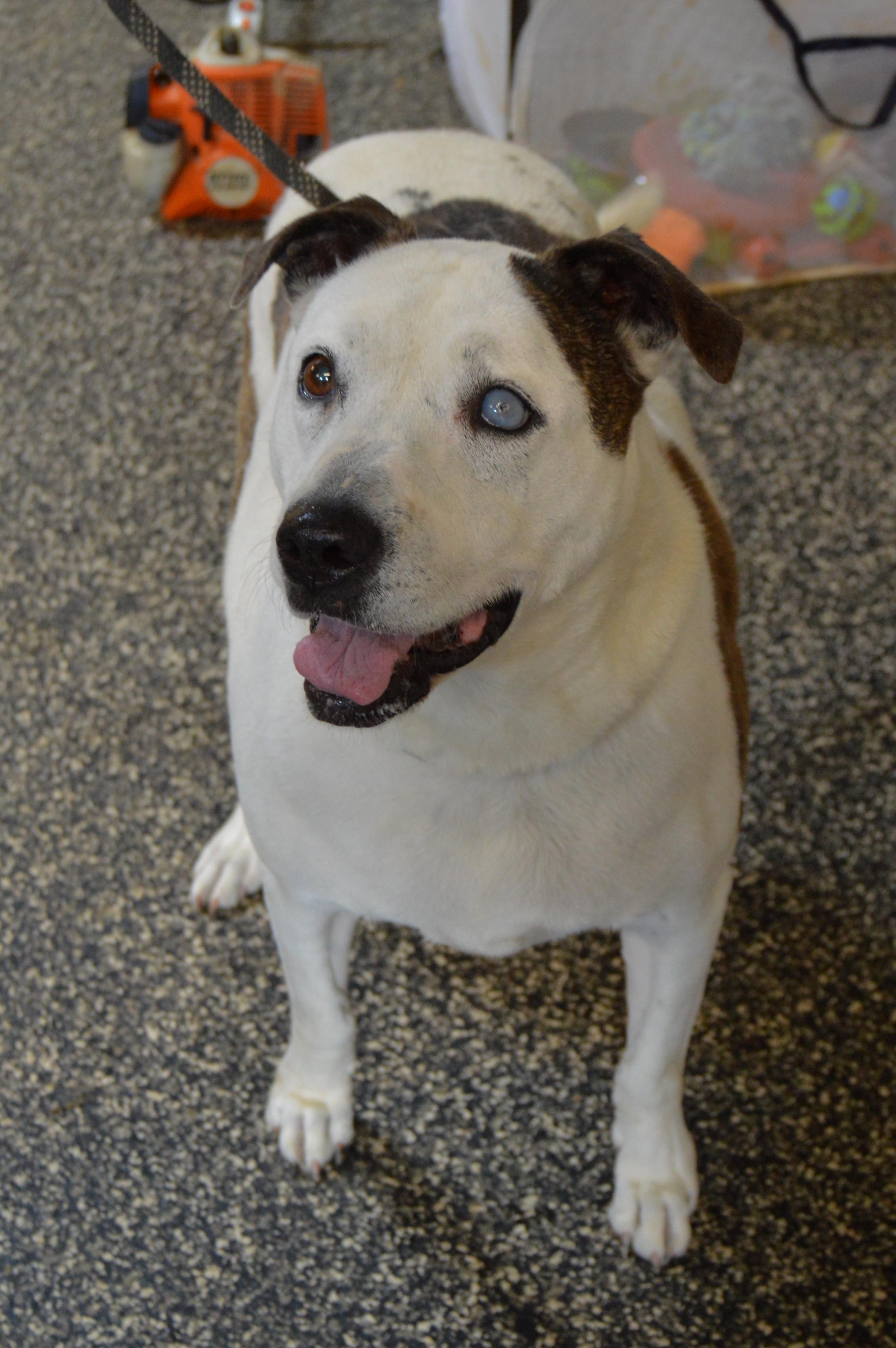 Enlarge Libby (Senior/long-term), a Adoptable American Bulldog in McKenzie, TN image 6/6