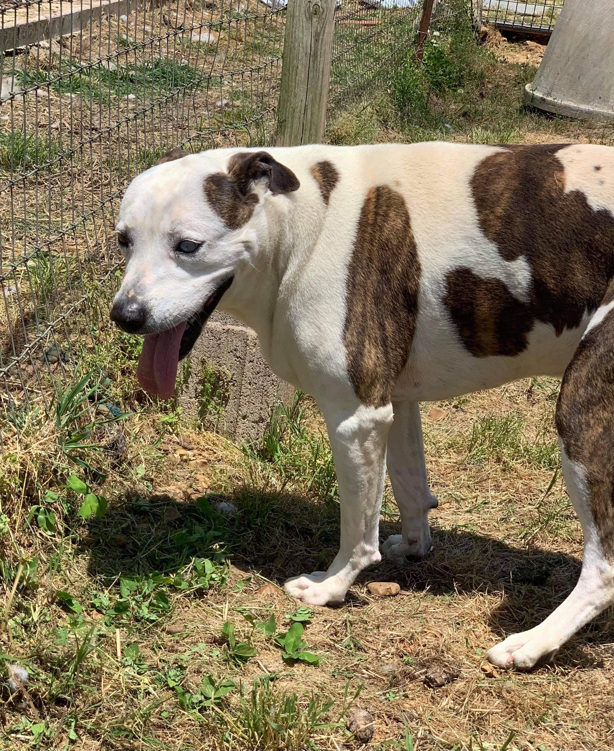Enlarge Libby (Senior/long-term), a Adoptable American Bulldog in McKenzie, TN image 4/6