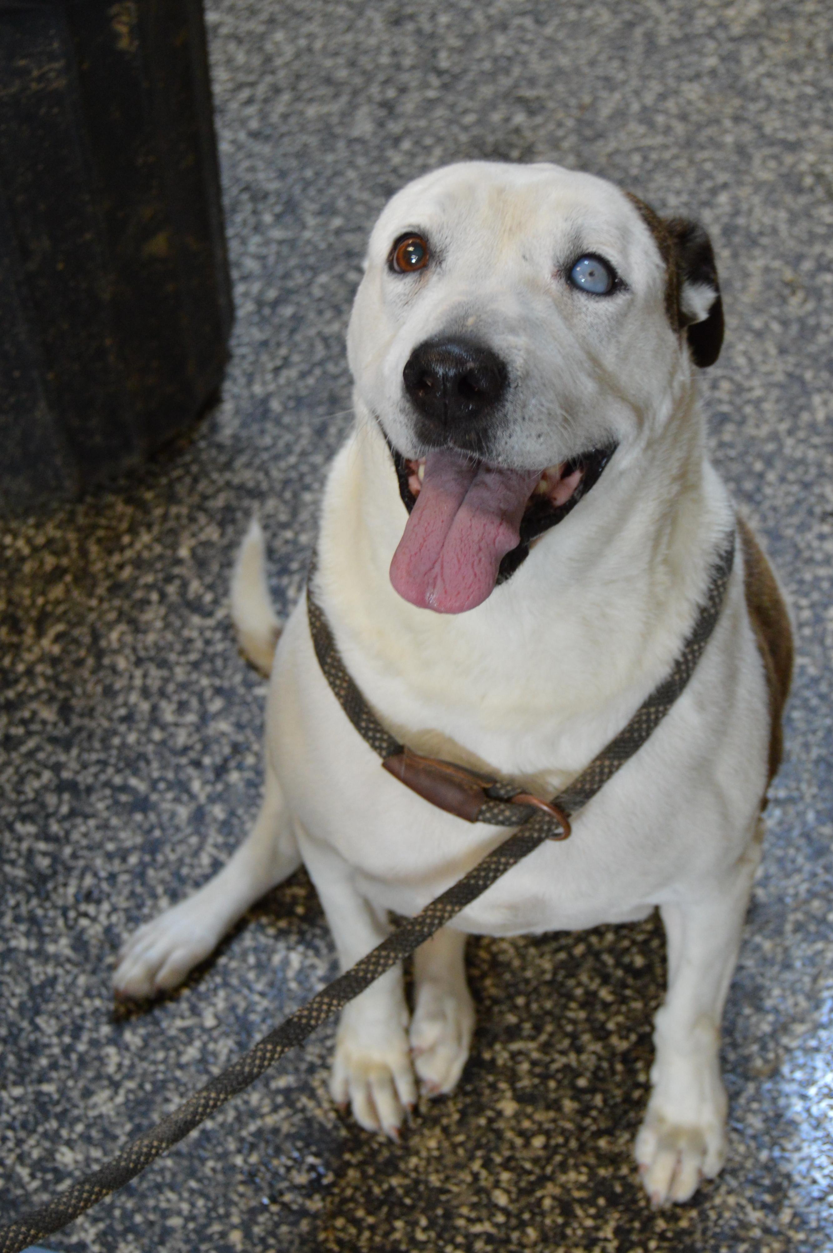 Enlarge Libby (Senior/long-term), a Adoptable American Bulldog in McKenzie, TN image 3/6