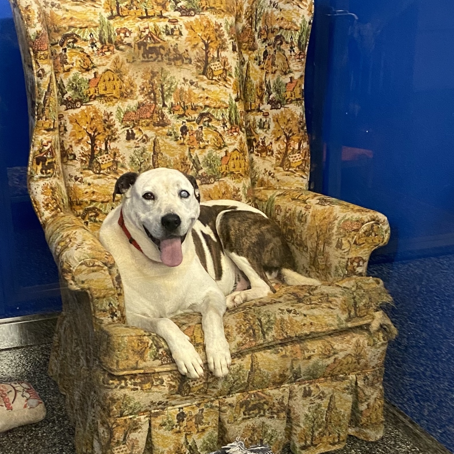 Enlarge Libby (Senior/long-term), a Adoptable American Bulldog in McKenzie, TN image 1/6