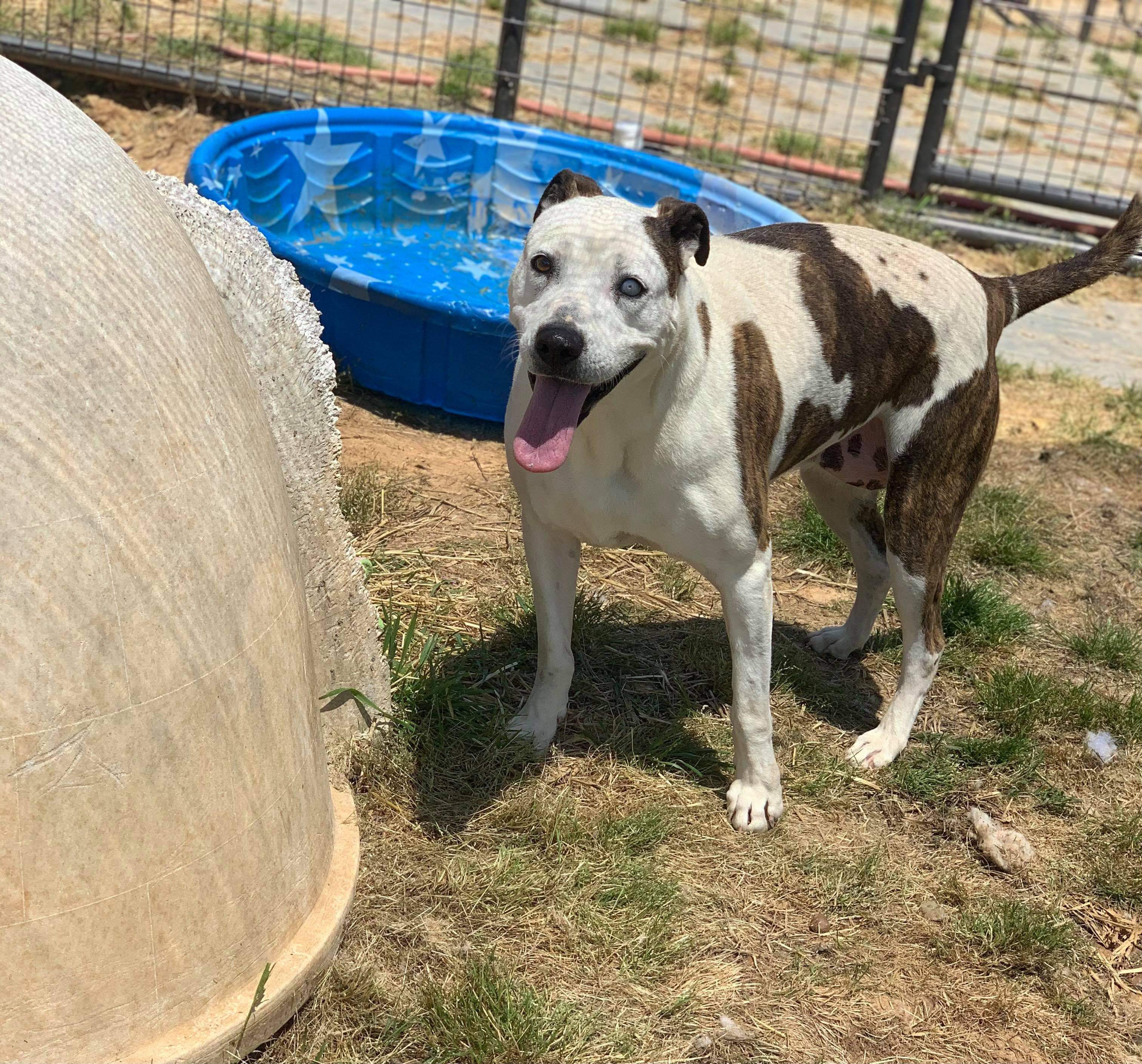 Enlarge Libby (Senior/long-term), a Adoptable American Bulldog in McKenzie, TN image 5/6