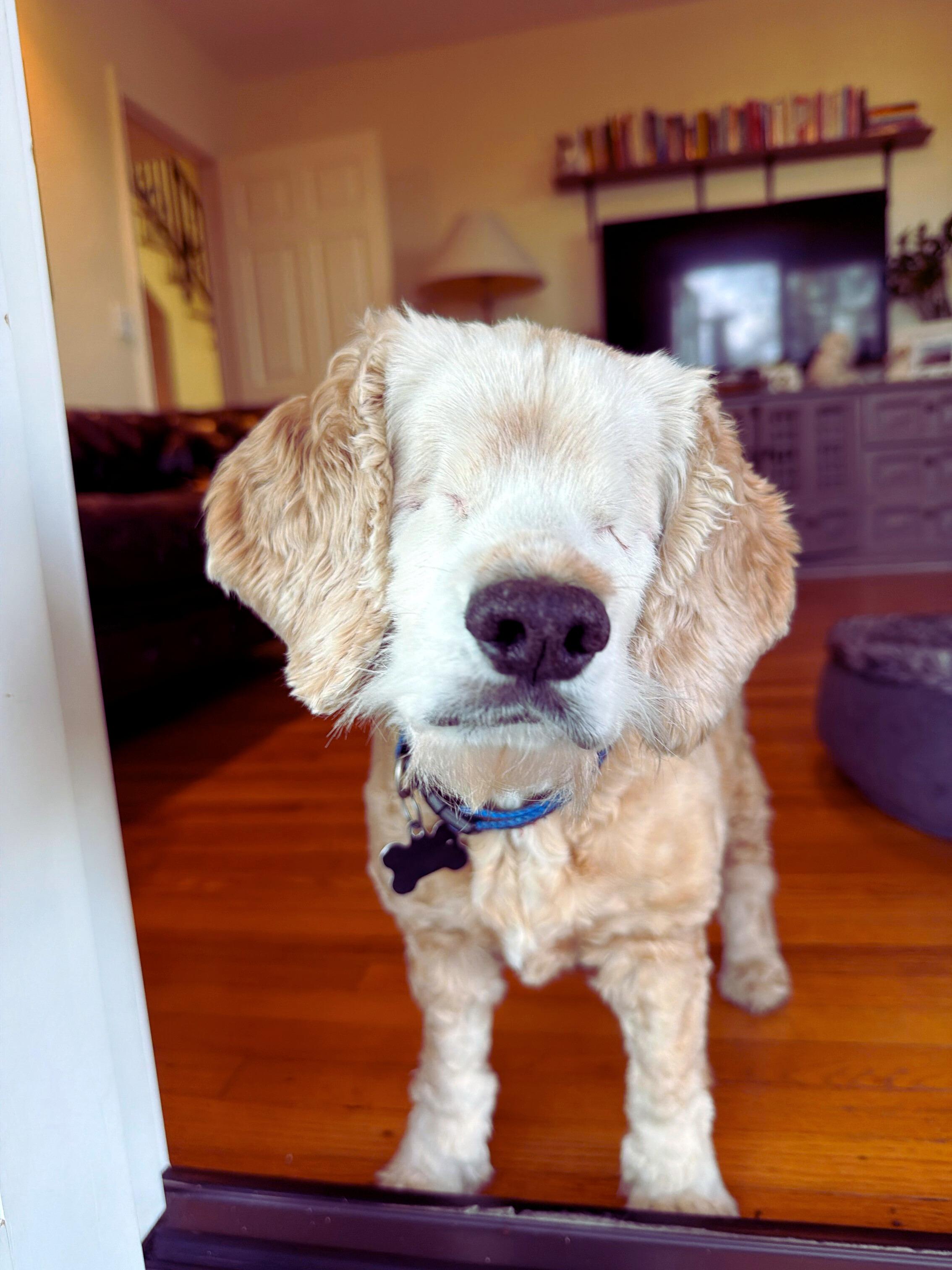 Penelope, Adoptable, Adult Female Cocker Spaniel.