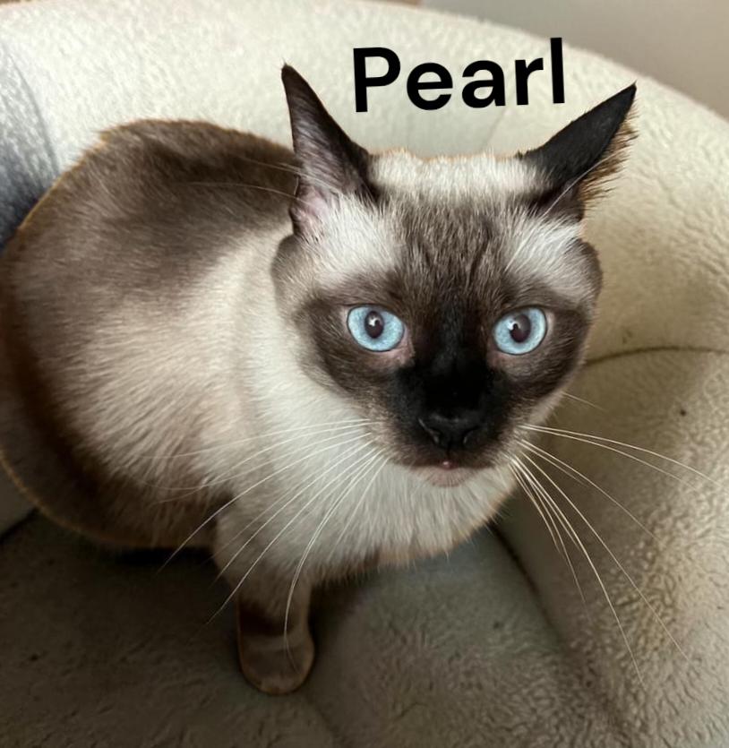 Pearl, Adoptable, Senior Female Siamese.