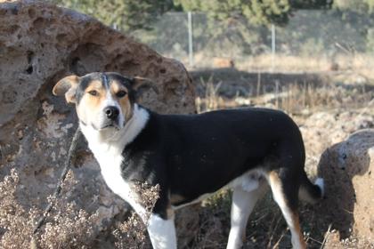 Jack, ADOPTABLE, Adult Male Mixed Breed.