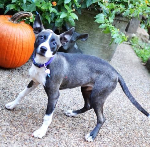 Enlarge Maisie, a Adoptable mixed breed in White Plains, NY image 2/5