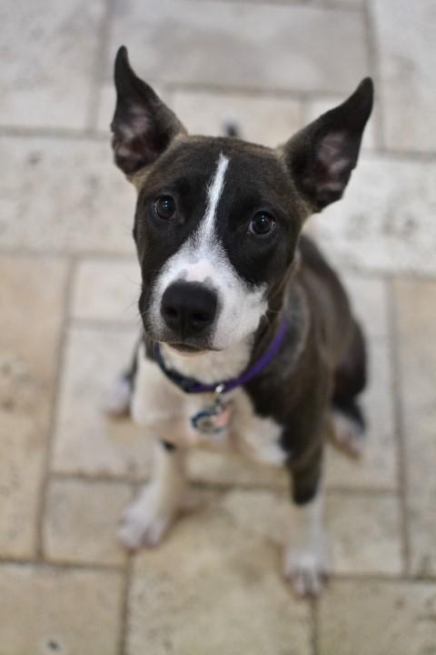 Enlarge Maisie, a Adoptable mixed breed in White Plains, NY image 3/5