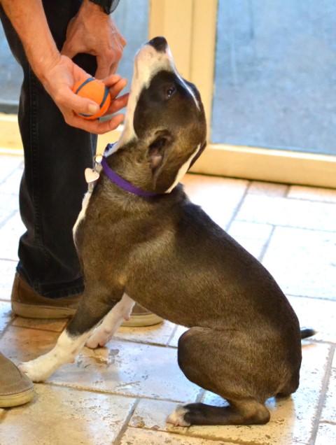 Enlarge Maisie, a Adoptable mixed breed in White Plains, NY image 4/5