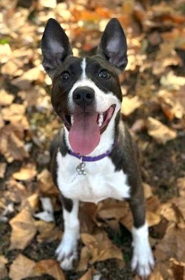 Maisie, Adoptable, Puppy Female Husky.