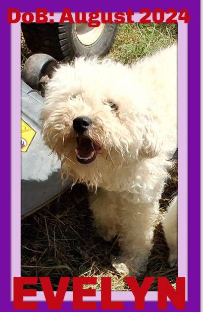 EVELYN bonded with SHAMU, Adopted, Young Female Poodle.