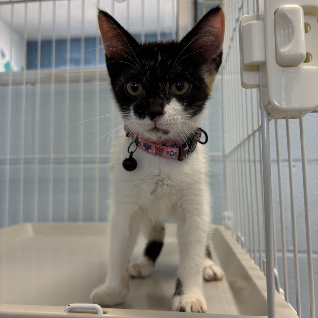 Miss Majestic Majesty, Adoptable, Kitten Female Domestic Short Hair.