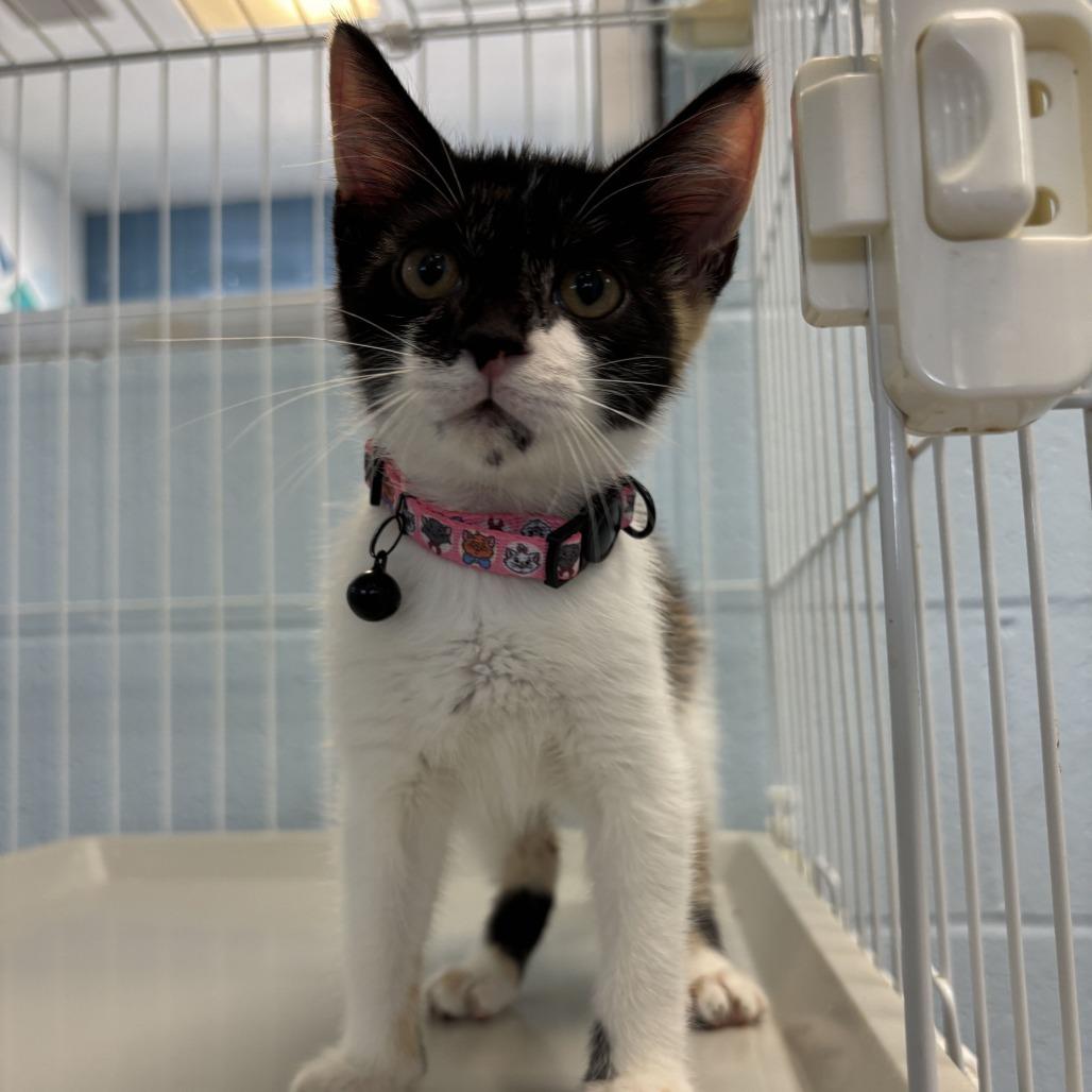 Enlarge Miss Majestic Majesty, a Adoptable Domestic Short Hair in Carencro, LA image 2/2